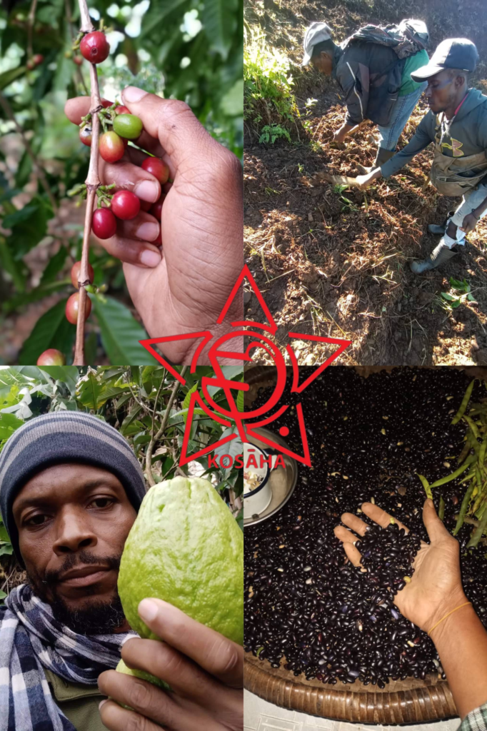 A collage of pictures of people harvesting coffee beans.